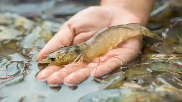 KSB Jadi Episentrum Pertumbuhan Ekonomi Baru di Wilayah Bali–Nusra