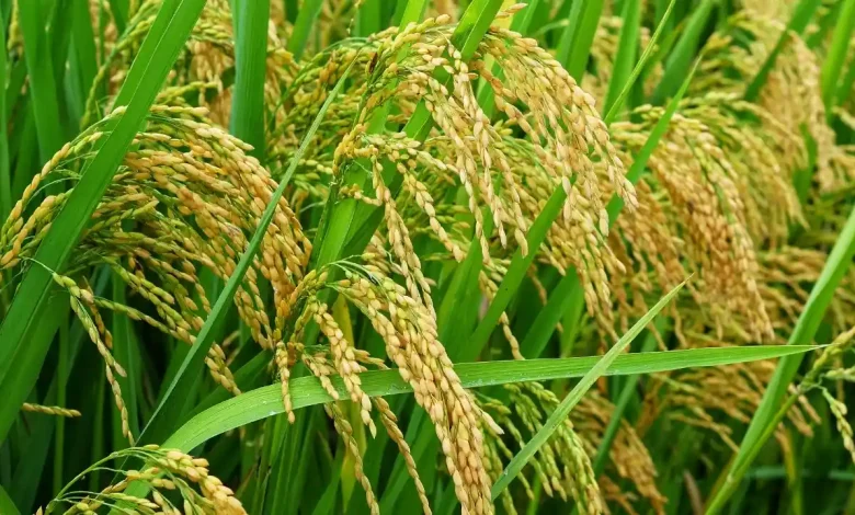 Kalimango Unggulkan Padi dan Palawija Dorong Ketahanan Pangan Desa