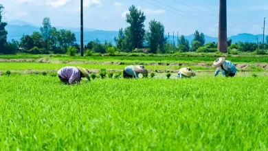 Pertanian Jadi Penopang Utama Ketahanan Pangan Desa Merente