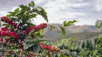 Ilustrasi perkebunan kopi di Desa Bao