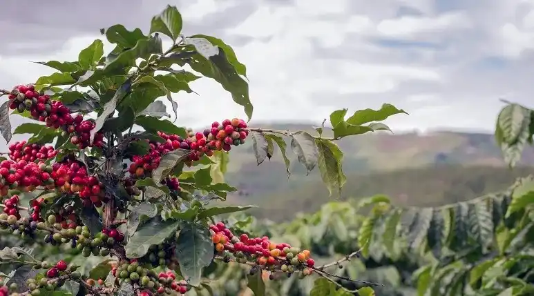 Ilustrasi perkebunan kopi di Desa Bao