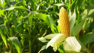 Kalimango Pertahankan Produksi Padi dan Palawija