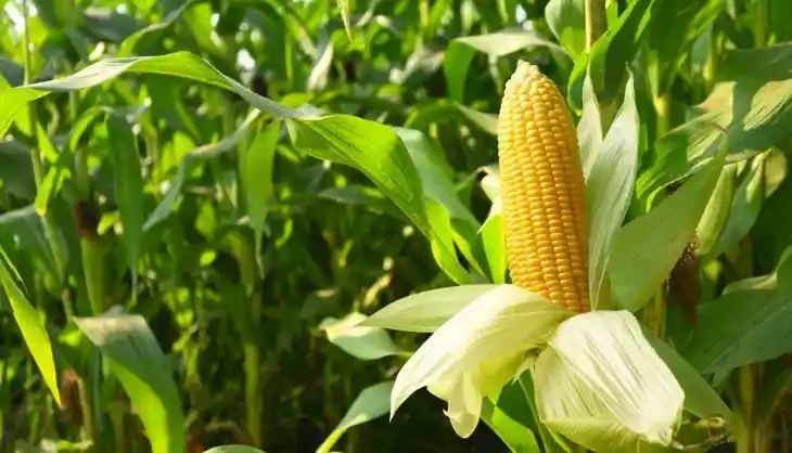 Kalimango Pertahankan Produksi Padi dan Palawija