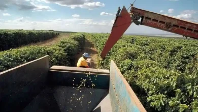 Pembinaan Petani Kopi Jadi Faktor Penting Pembangunan Ekonomi Desa Lebangkar