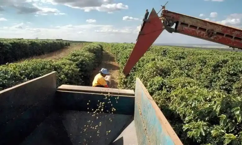 Pembinaan Petani Kopi Jadi Faktor Penting Pembangunan Ekonomi Desa Lebangkar