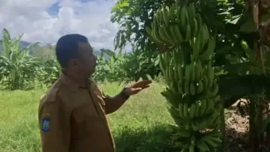 Talonang Baru Maksimalkan Dana Desa untuk Infrastruktur hingga Ketahanan Pangan