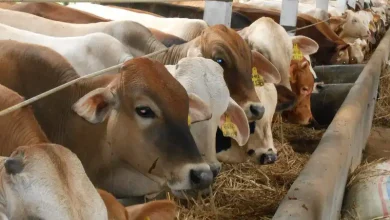 Proyek Peternakan Sapi Pedaging di Sumbawa