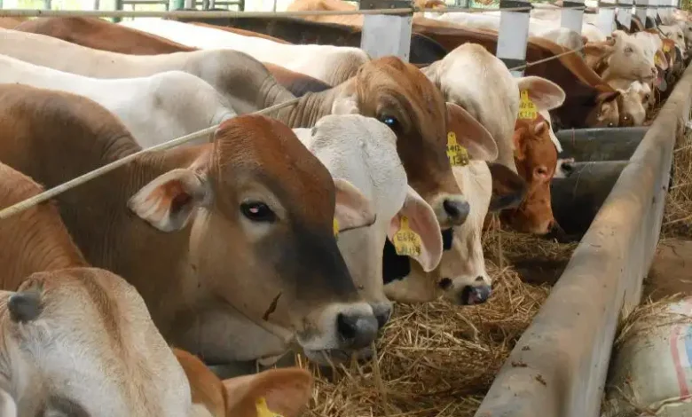 Proyek Peternakan Sapi Pedaging di Sumbawa