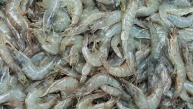 Pemprov NTB Tawarkan Proyek Perikanan Budidaya Udang di KSB