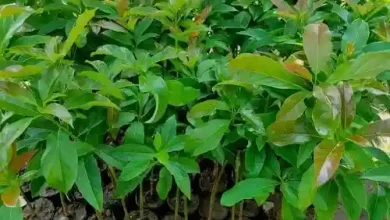 Pemdes Talonang Baru Luncurkan Program Kesehatan dan Bibit Produktif