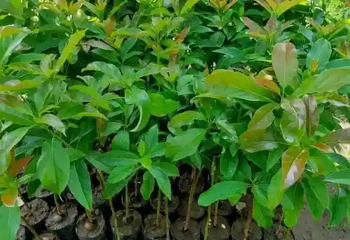 Pemdes Talonang Baru Luncurkan Program Kesehatan dan Bibit Produktif