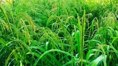 Sektor Pertanian Dongkrak Ekonomi Masyarakat Desa Tepas Sepakat