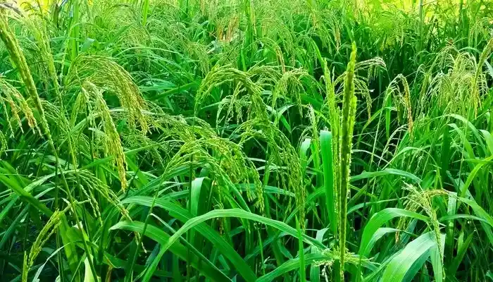 Sektor Pertanian Dongkrak Ekonomi Masyarakat Desa Tepas Sepakat