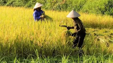 Desa Dasan Anyar Dorong Ketahanan Pangan Melalui Program Pertanian dan Perikanan