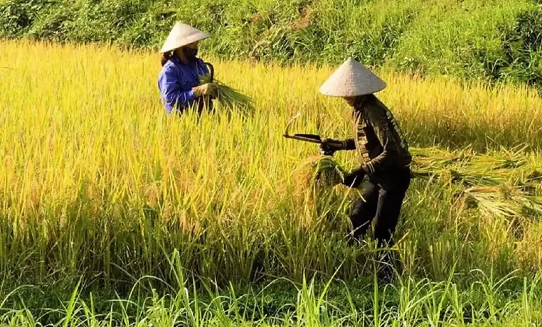 Desa Dasan Anyar Dorong Ketahanan Pangan Melalui Program Pertanian dan Perikanan