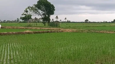 Padasuka Optimalkan Lumbung Pangan dan Pasar Desa untuk Perkuat Ketahanan Pangan