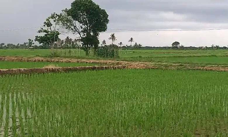 Padasuka Optimalkan Lumbung Pangan dan Pasar Desa untuk Perkuat Ketahanan Pangan