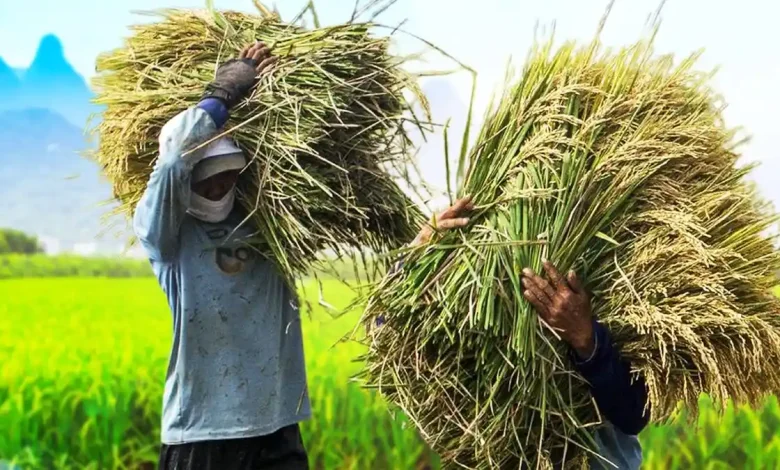 Desa Mataiyang Perkuat Pertanian Demi Ketahanan Pangan dan Pengurangan Kemiskinan