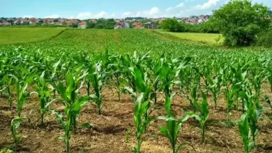 Desa Saminar Salit Perkuat Pertanian untuk Dongkrak Ekonomi Warga