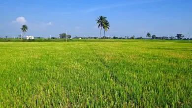 Desa Rempe Perkuat Sektor Pertanian lewat Penyaluran Bibit Padi untuk Ketahanan Pangan