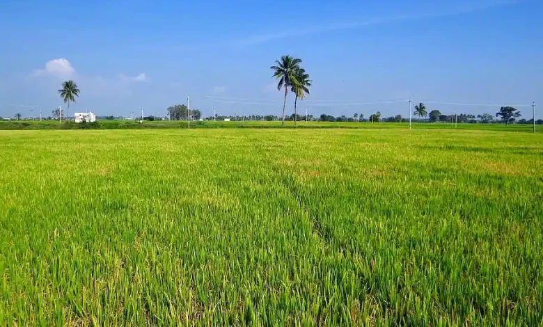 Desa Rempe Perkuat Sektor Pertanian lewat Penyaluran Bibit Padi untuk Ketahanan Pangan
