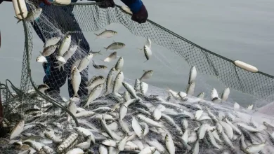 Desa Labuhan Sangoro Genjot Sektor Perikanan