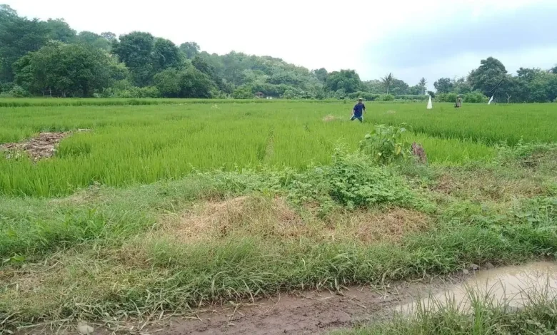 lahan pertanian di Desa Empang Bawah Kabupaten Sumbawa