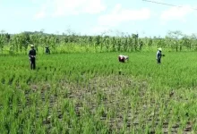 Potret petani padi di Desa Empang Atas Kabupaten Sumbawa