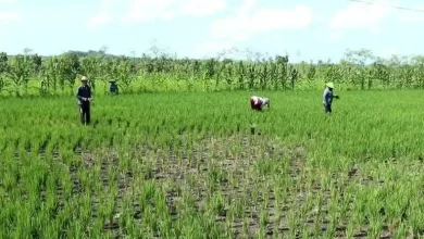 Potret petani padi di Desa Empang Atas Kabupaten Sumbawa