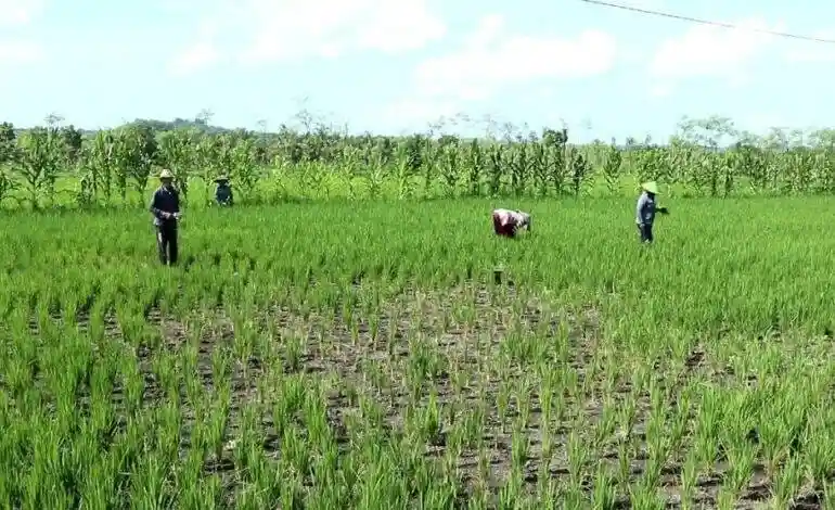 Potret petani padi di Desa Empang Atas Kabupaten Sumbawa
