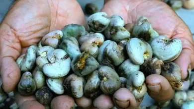 Potensi kacang mete Desa Luk Kabupaten Sumbawa