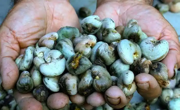 Potensi kacang mete Desa Luk Kabupaten Sumbawa