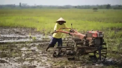 Ilustrasi pertanian di Desa Pamanto Sumbawa