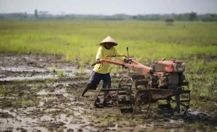 Ilustrasi pertanian di Desa Pamanto Sumbawa
