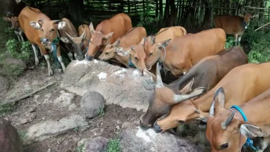 Pertanian dan Peternakan Jadi Penopang Utama Ekonomi Desa Brang Rea Sumbawa