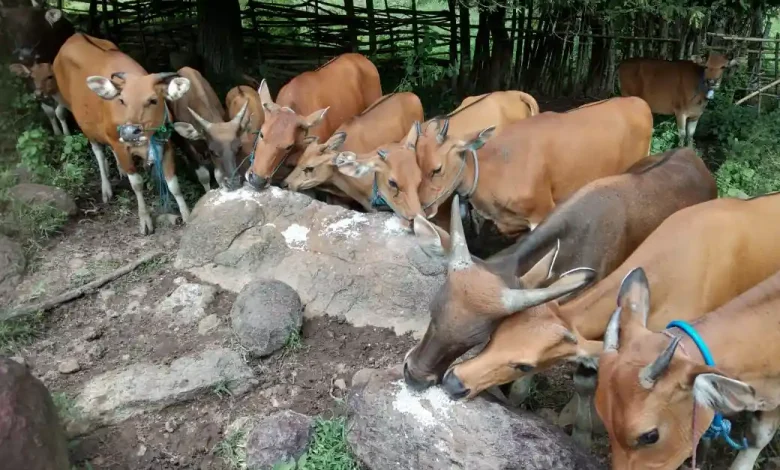 Pertanian dan Peternakan Jadi Penopang Utama Ekonomi Desa Brang Rea Sumbawa