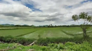 Sektor Pertanian Jadi Unggulan Desa Berora Sumbawa