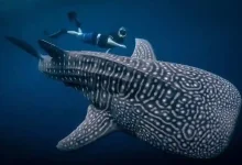 Wisata hiu paus di Desa Labuhan Jambu Sumbawa