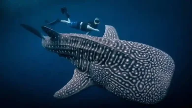 Wisata hiu paus di Desa Labuhan Jambu Sumbawa