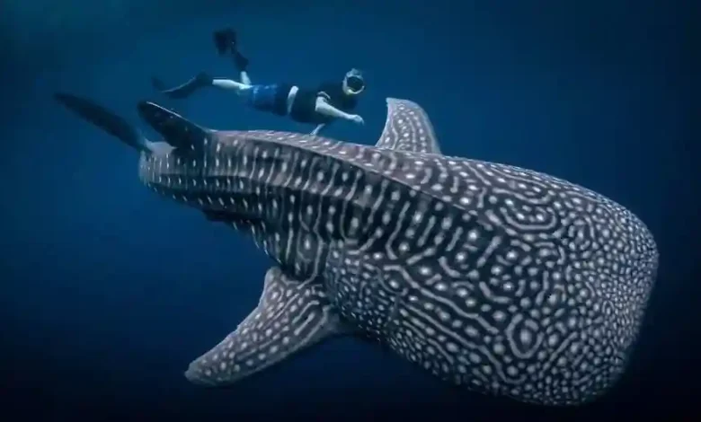 Wisata hiu paus di Desa Labuhan Jambu Sumbawa