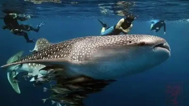 Pemprov NTB Tetapkan Pulau Sumbawa Jadi Episentrum Konservasi Laut Hiu Paus Teluk Saleh