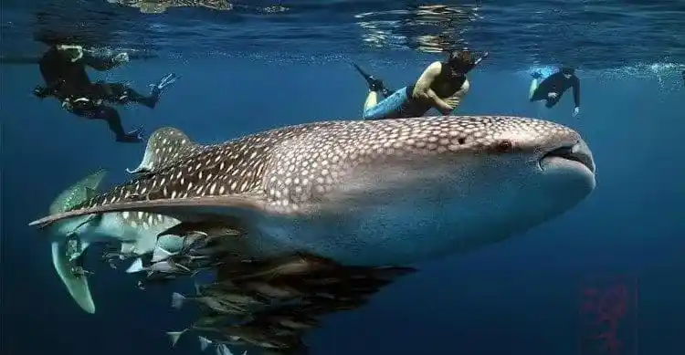 Pemprov NTB Tetapkan Pulau Sumbawa Jadi Episentrum Konservasi Laut Hiu Paus Teluk Saleh