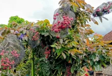 Surga Buah di Sumbawa Bernama Desa Banda