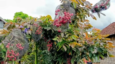 Surga Buah di Sumbawa Bernama Desa Banda