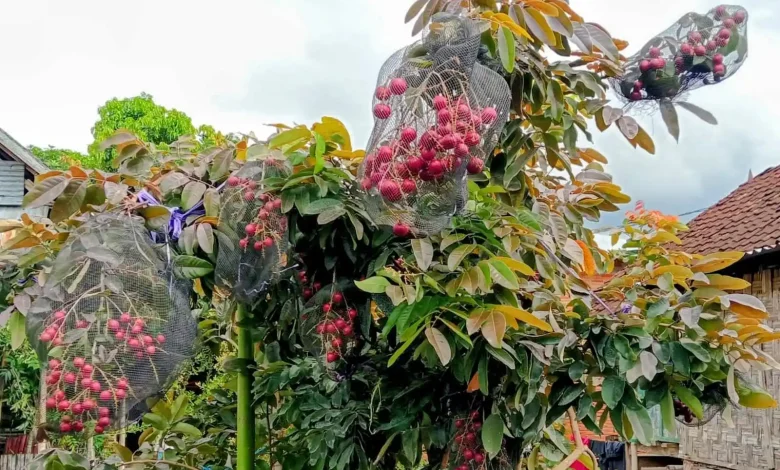 Surga Buah di Sumbawa Bernama Desa Banda