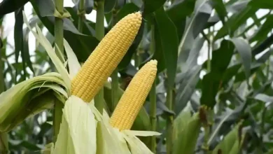 Pemerintah Desa Tuananga Bagi Bibit Jagung