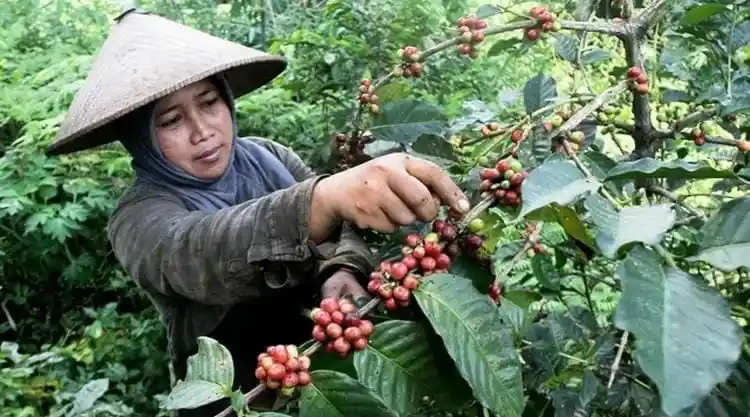 Kopi, Kemiri, hingga Peternakan Jadi Potensi Masa Depan Desa Lawin
