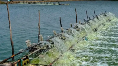 tambak udang Desa Motong Sumbawa