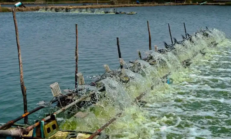 tambak udang Desa Motong Sumbawa