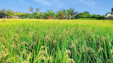 Lahan Pertanian di Desa Maman Sumbawa